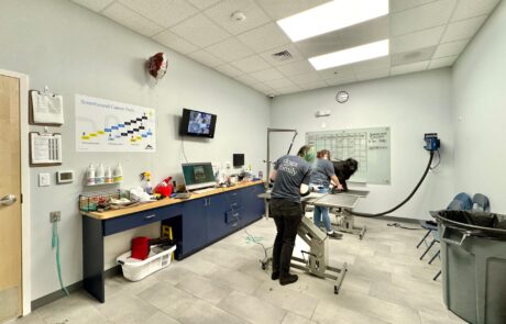 dog-grooming-services-huntersville-contractor-remodel