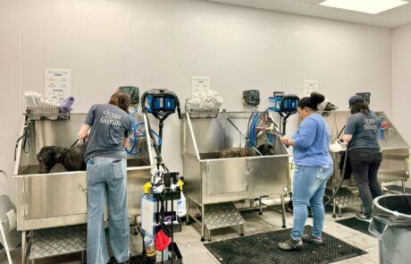 grooming-huntersville-affordable-contractor-healthy-dog